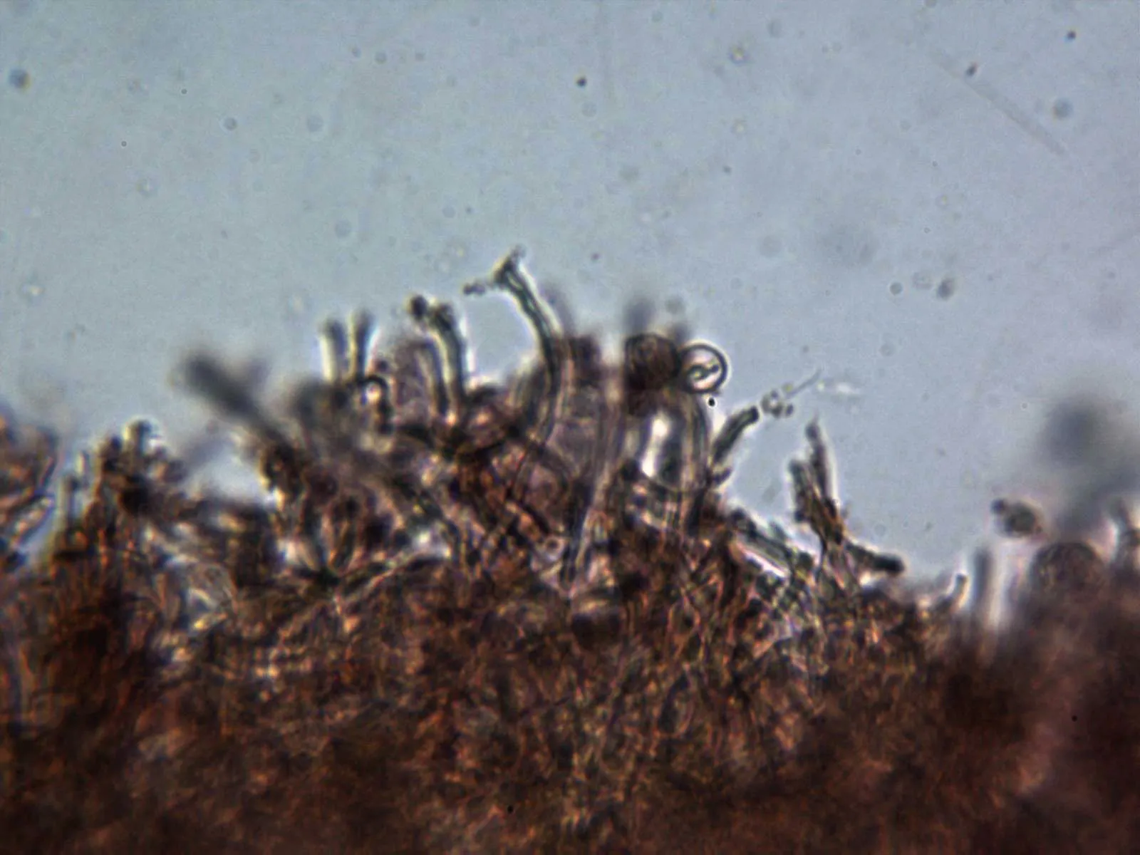 Microscopía de Scytinostroma portentosum - 10 - Himenio